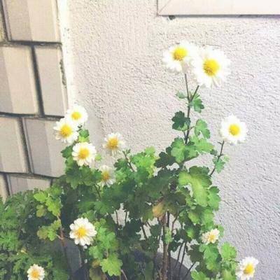 秘海古神遗迹无限生命破解版下载